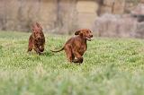 SETTER IRLANDAIS 236